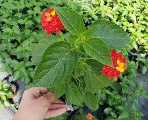 Lantana Bush